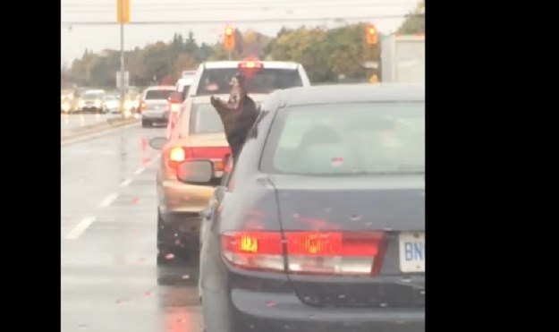 URNEBESAN JE  Raplesani pas iz automobila pokušava uloviti kišu!